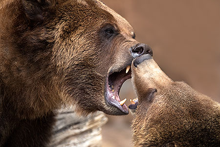Grizzlies at Reid Park Zoo 
