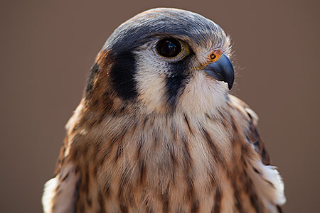 Kestrel in Tucson 