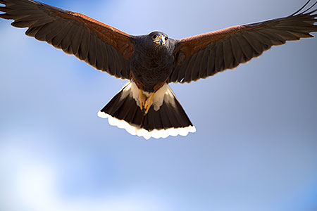 Harris Hawk 