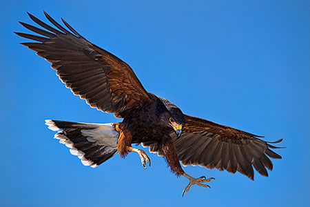 Harris Hawk 