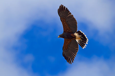 Harris Hawk 