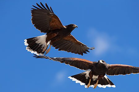 Harris Hawks 