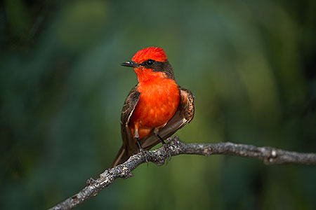 Vermillion Flycatcher in Santa Catalina Mountains 