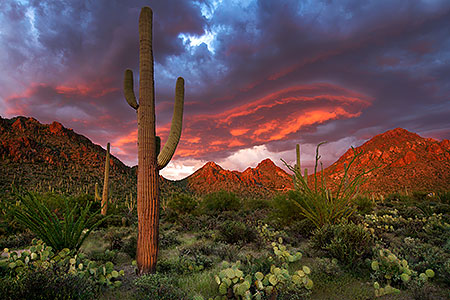 Sunset Saguaro in Tucson Mountains 