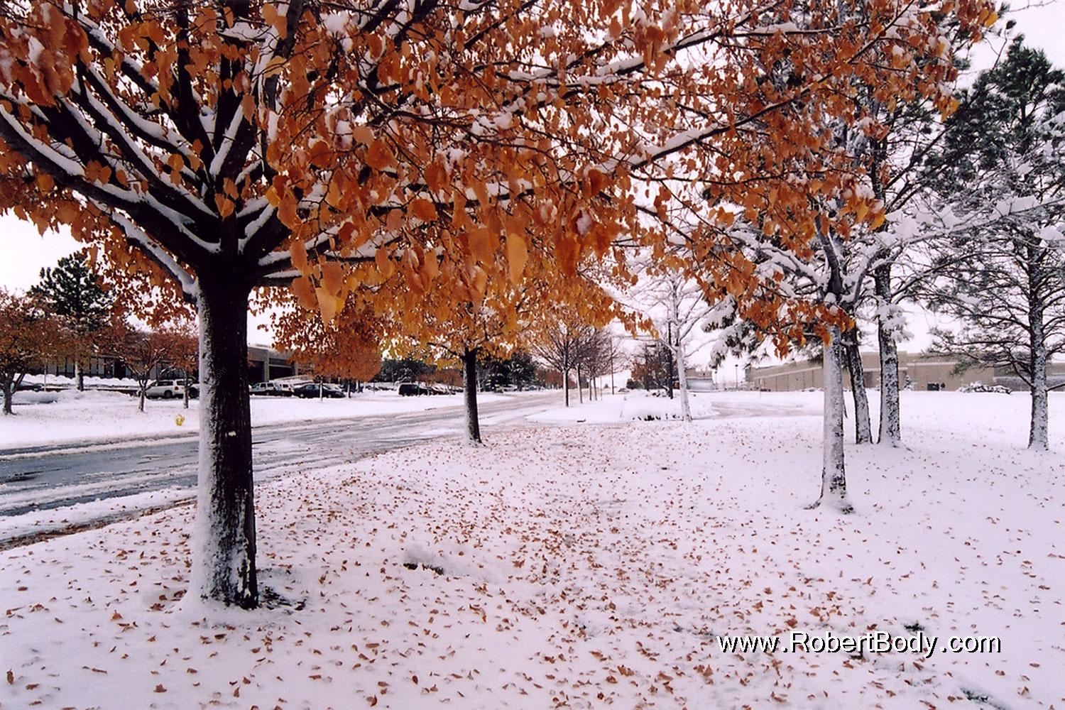 2004-11-centennial-snow-trees
