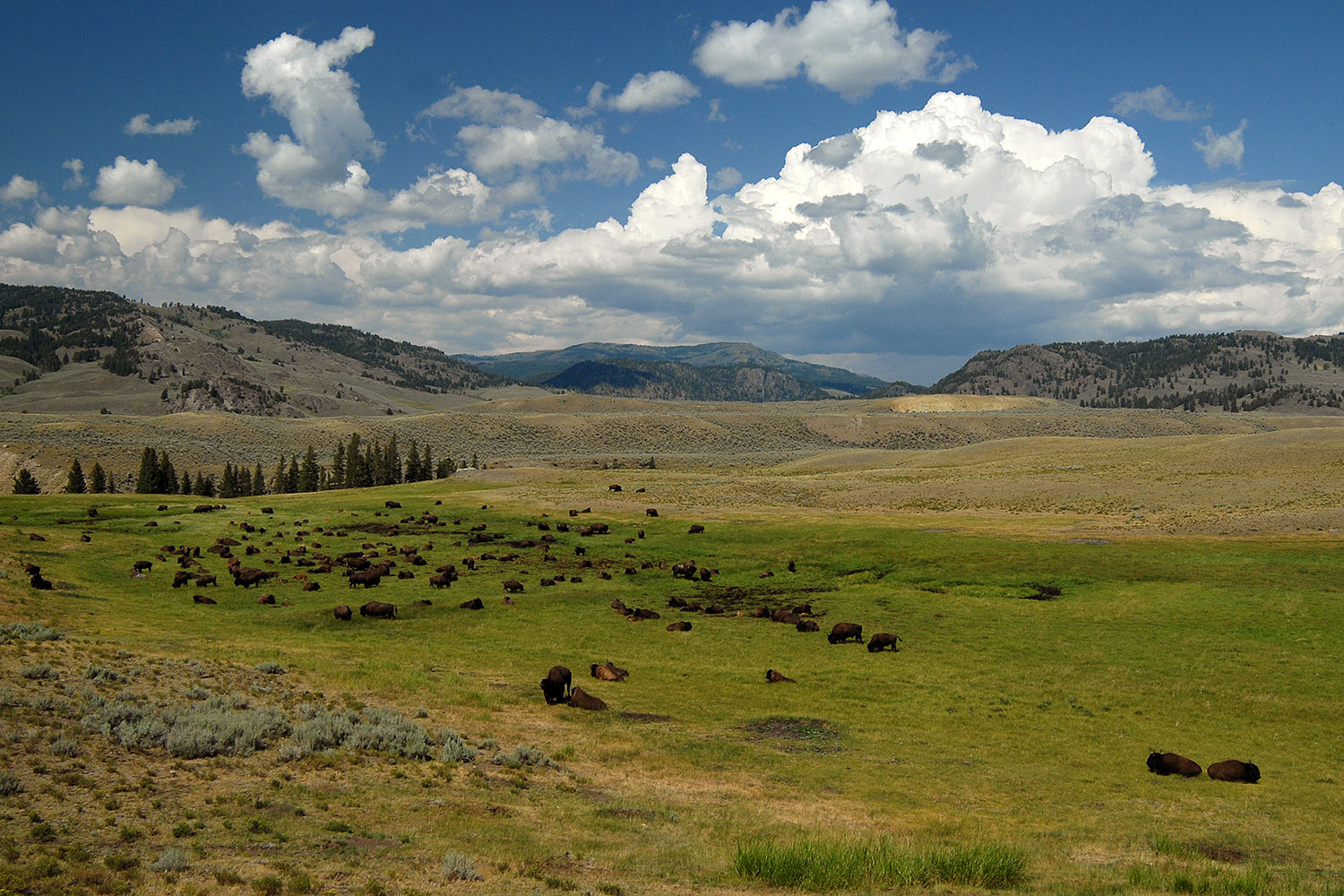 2007-07-28-y-buff-3517