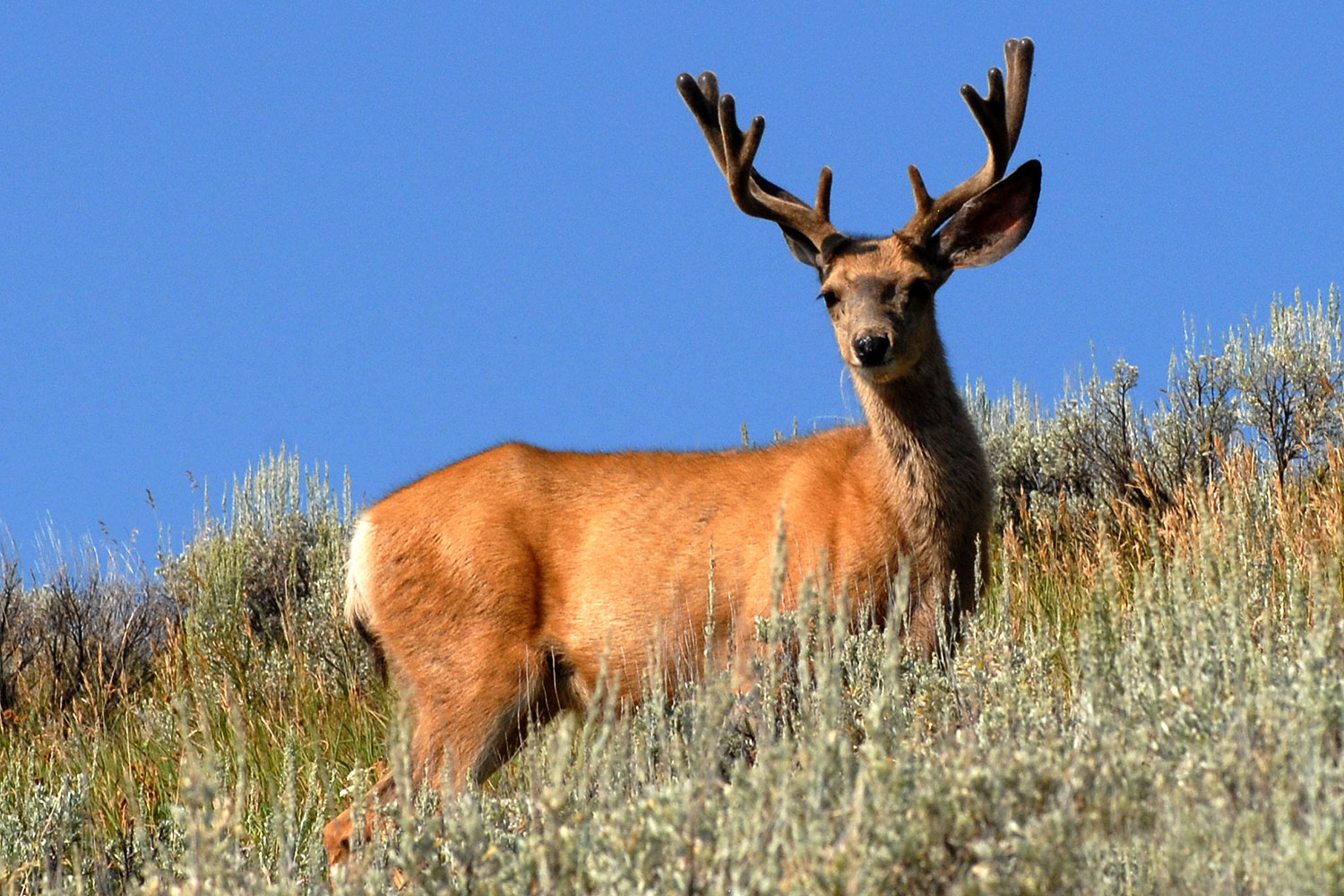 2007-07-28-y-deer01