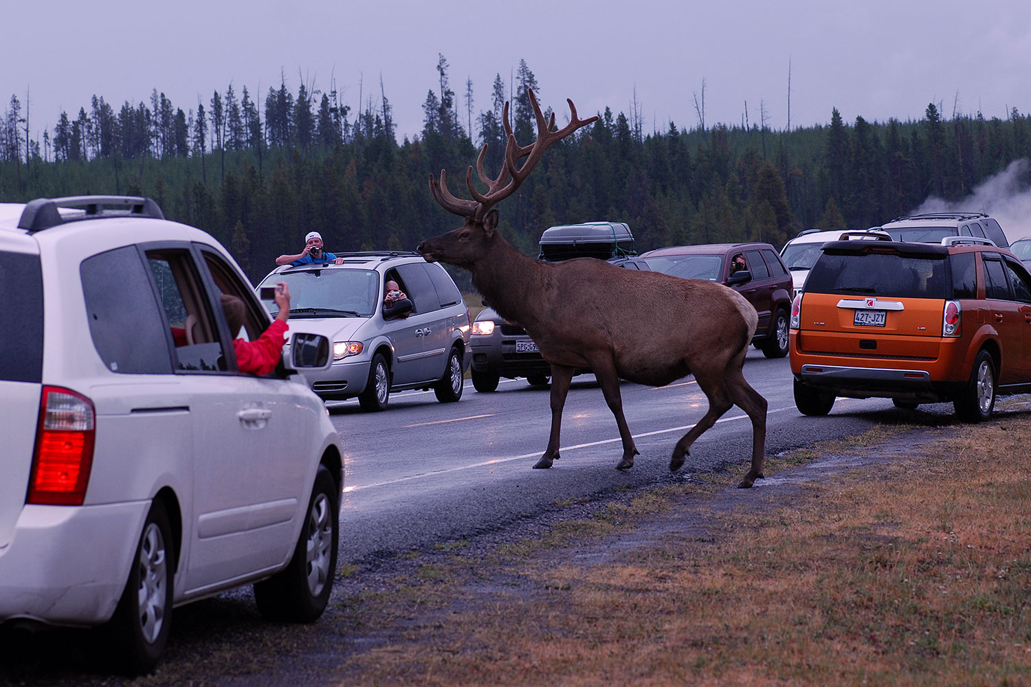 2007-07-28-y-road-elk02
