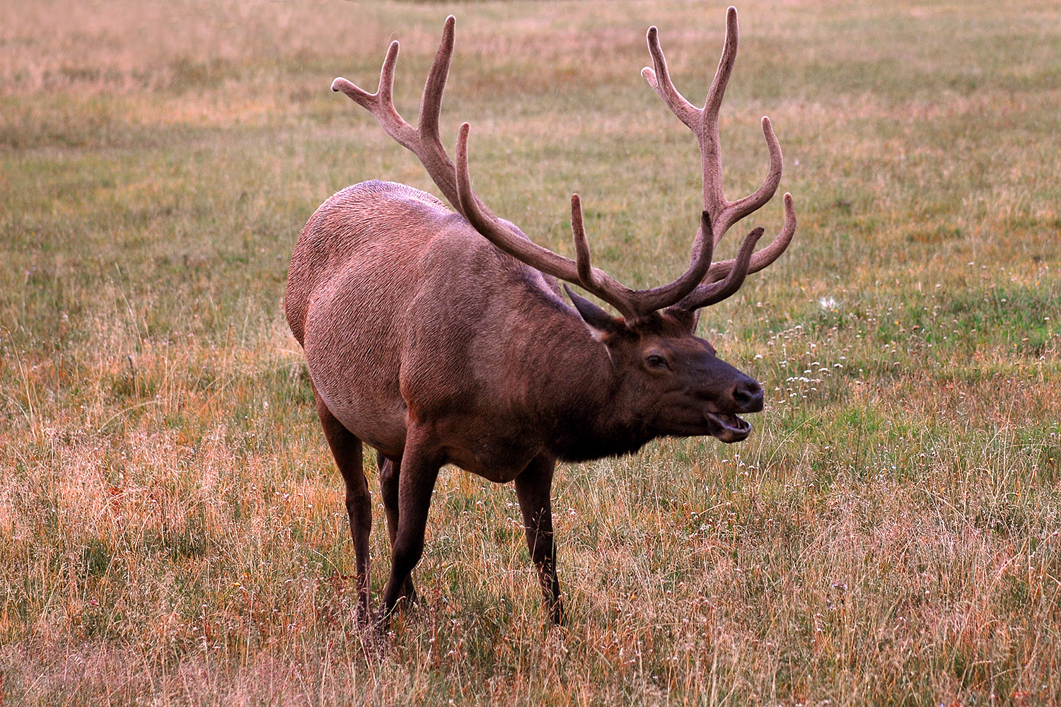 2007-07-28-y-road-elk04