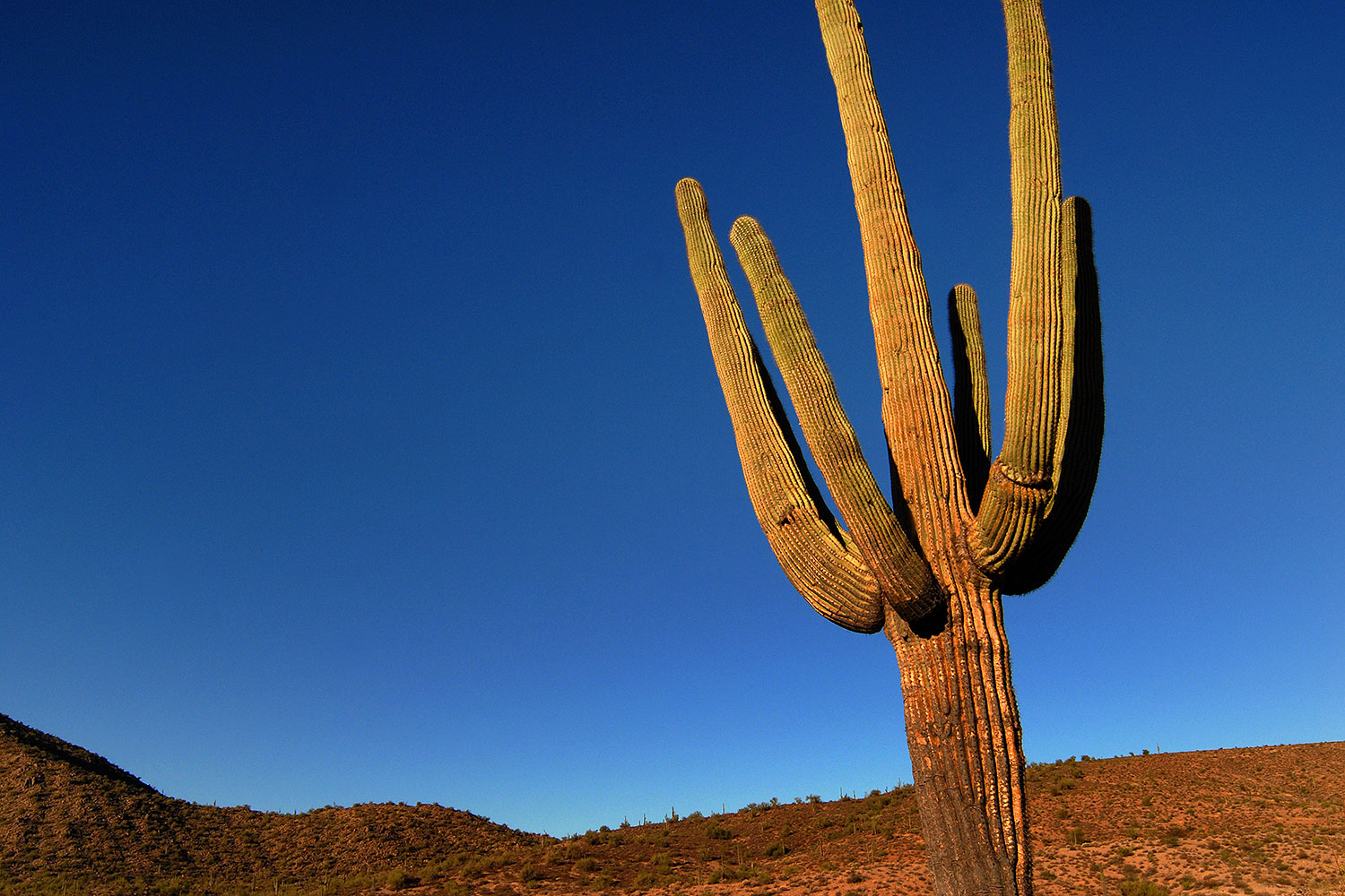 2007-10-08-sag-cactus-6184