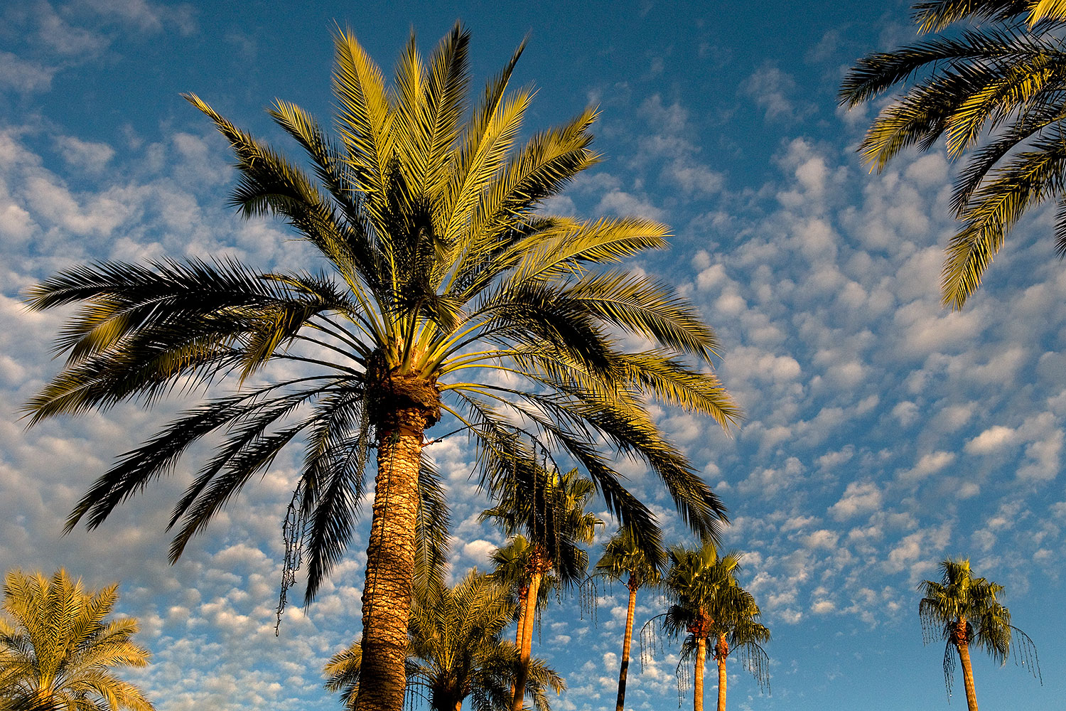 palm trees