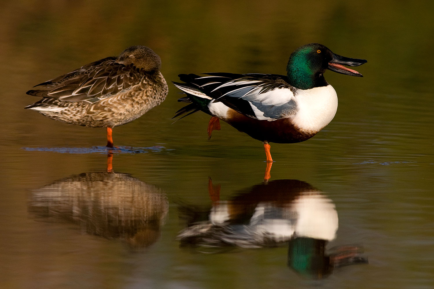 2009-01-25-gilbert-rip-ducks-80411