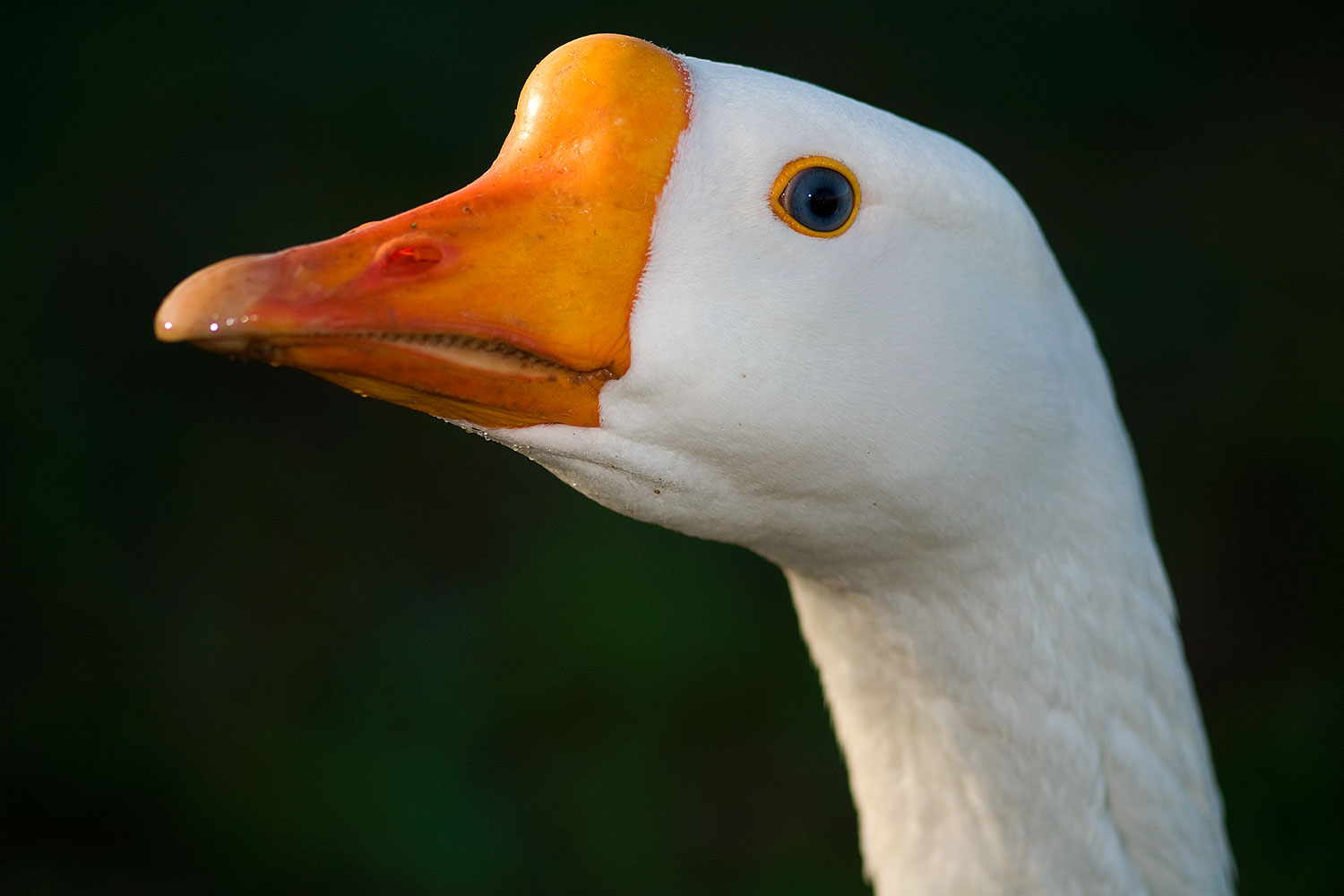 2009-01-25-gilbert-rip-geese-80321