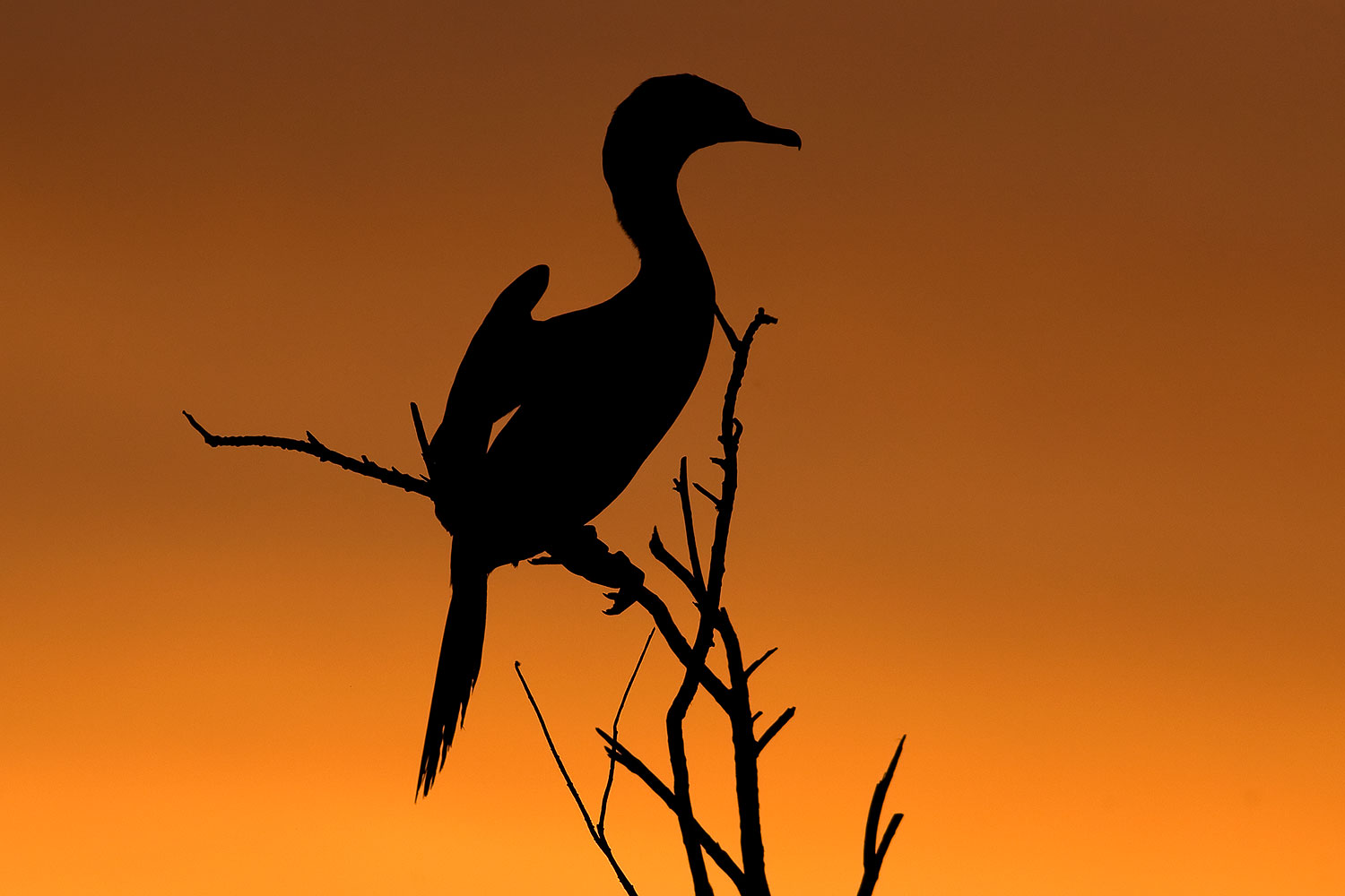 2009-02-20-riparian-cormorant-40d_0593