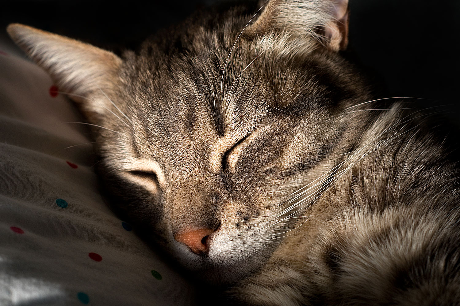 2009-03-30-tempe-ella-102157