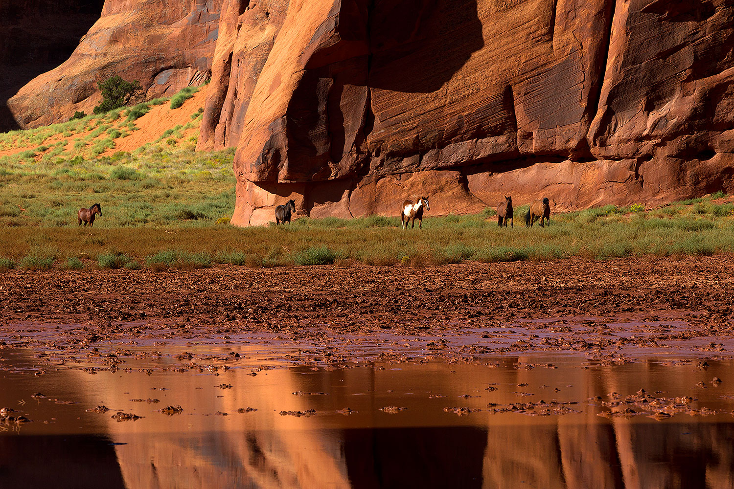 2010-09-03-monvalley-horses-29842