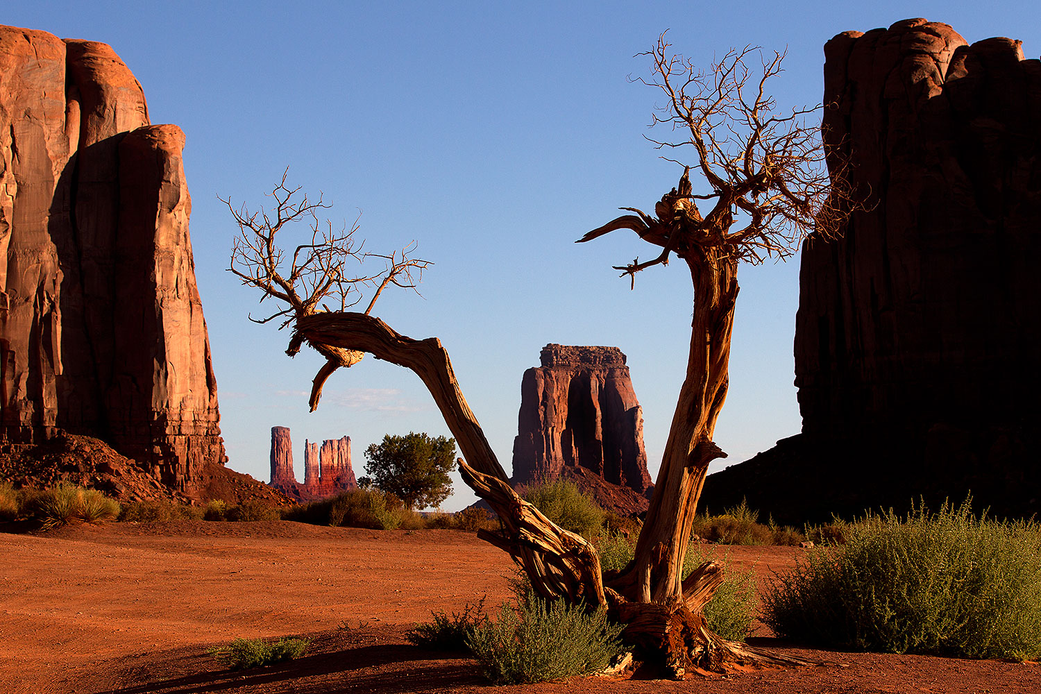 2010-09-04-monvalley-tree-30457