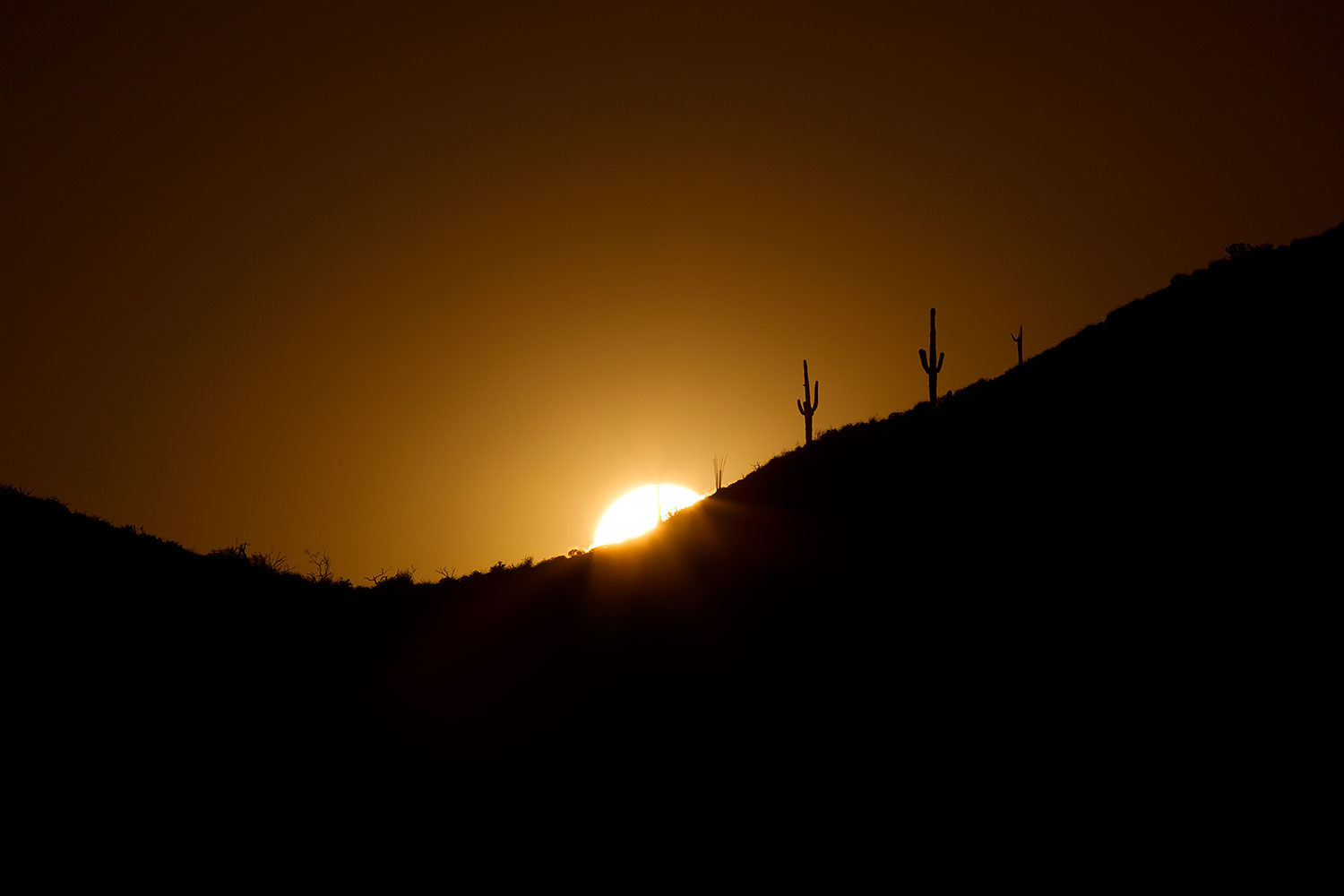 2011-05-12-supers-2cactus-68253
