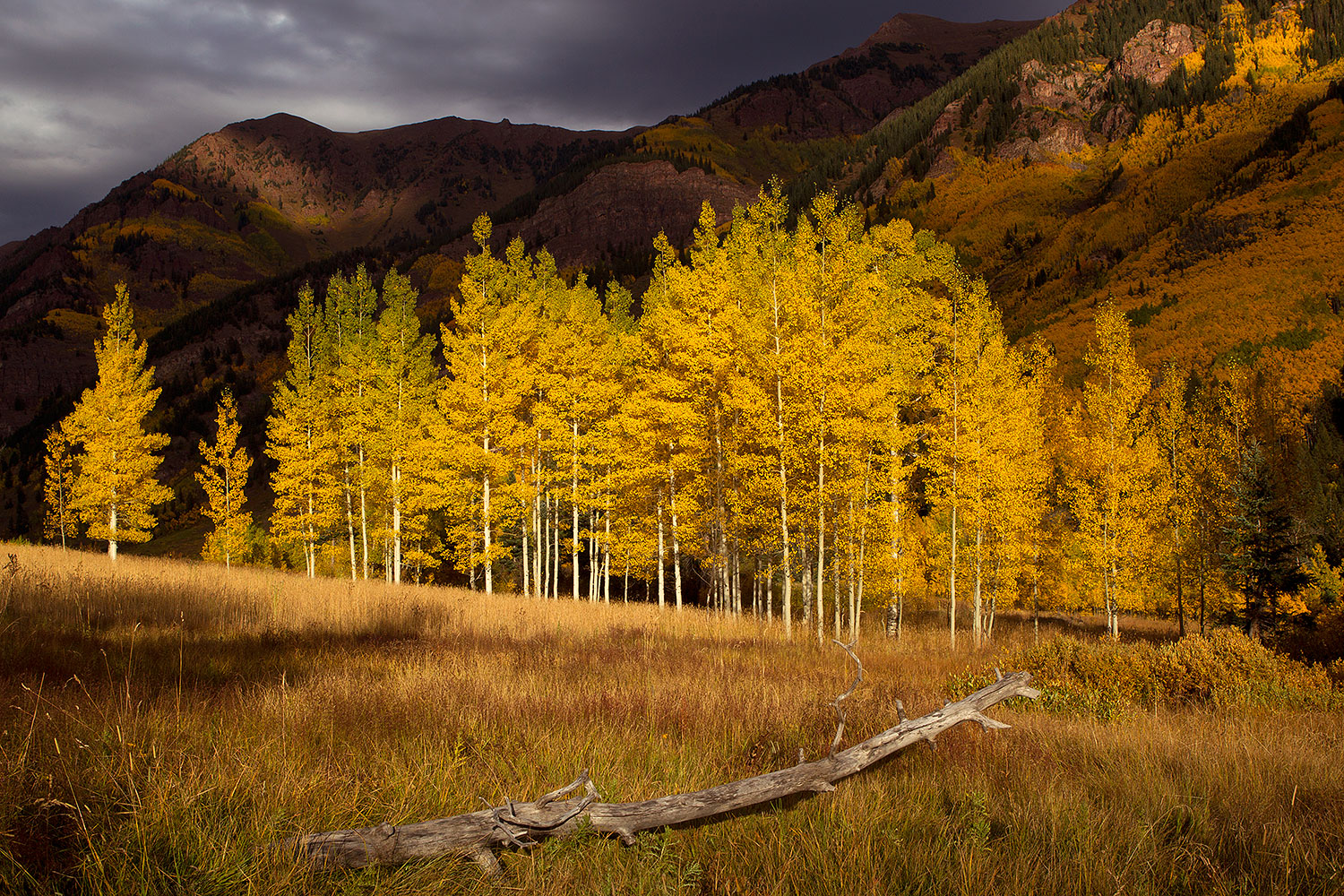 Fall Colors