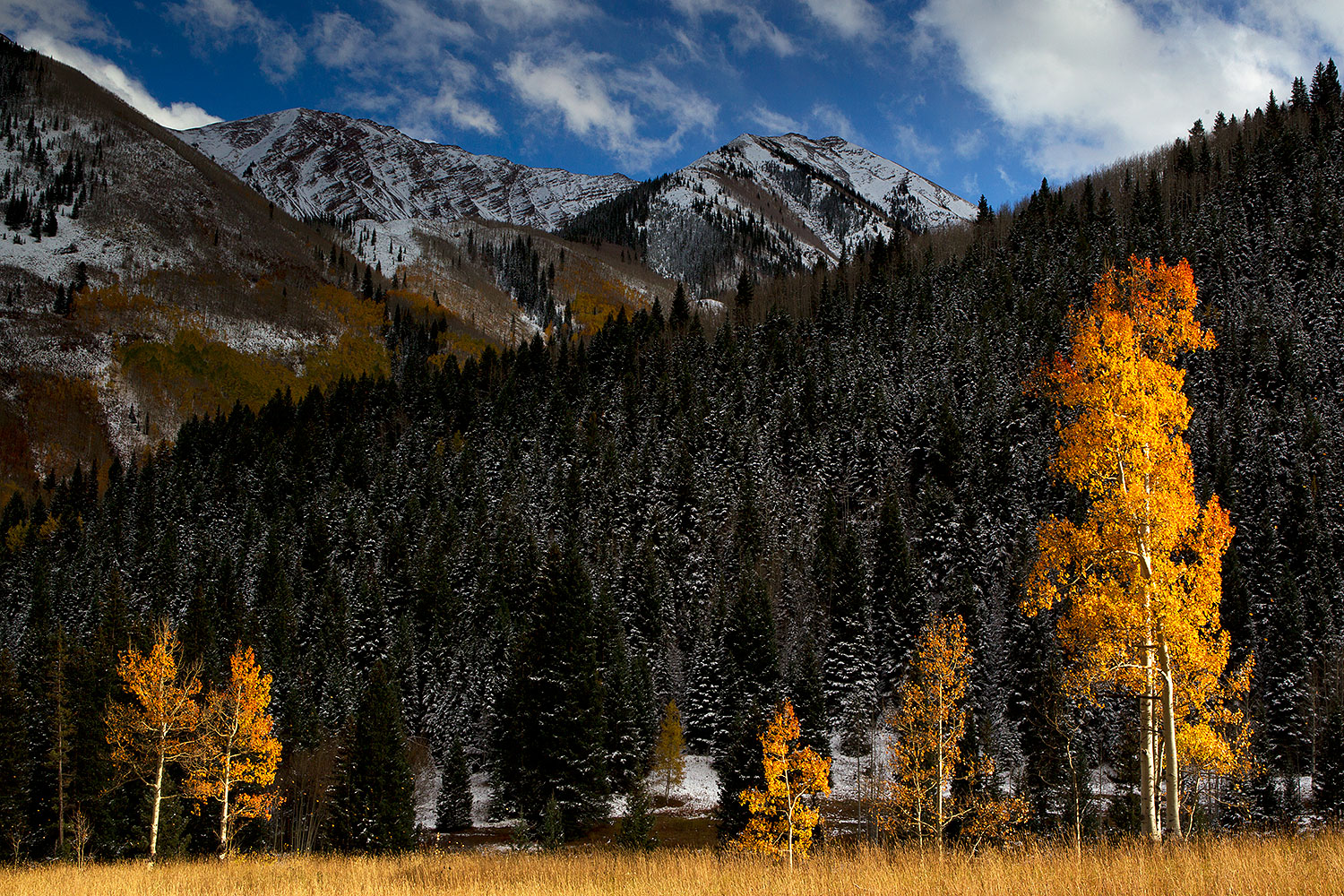 2011-10-07-maroon-snowy-trees-105445