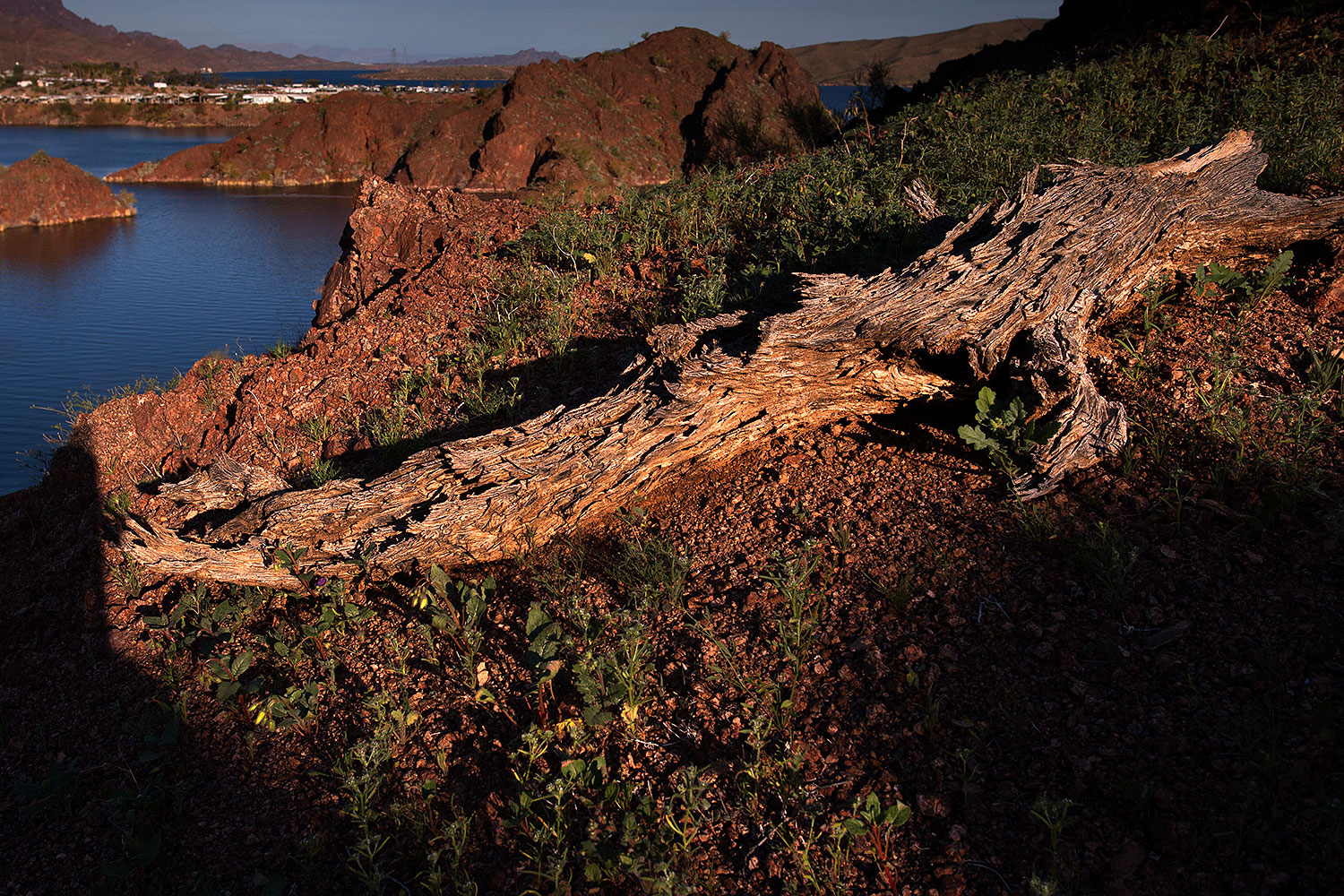 2013-02-19-havasu-log-26410