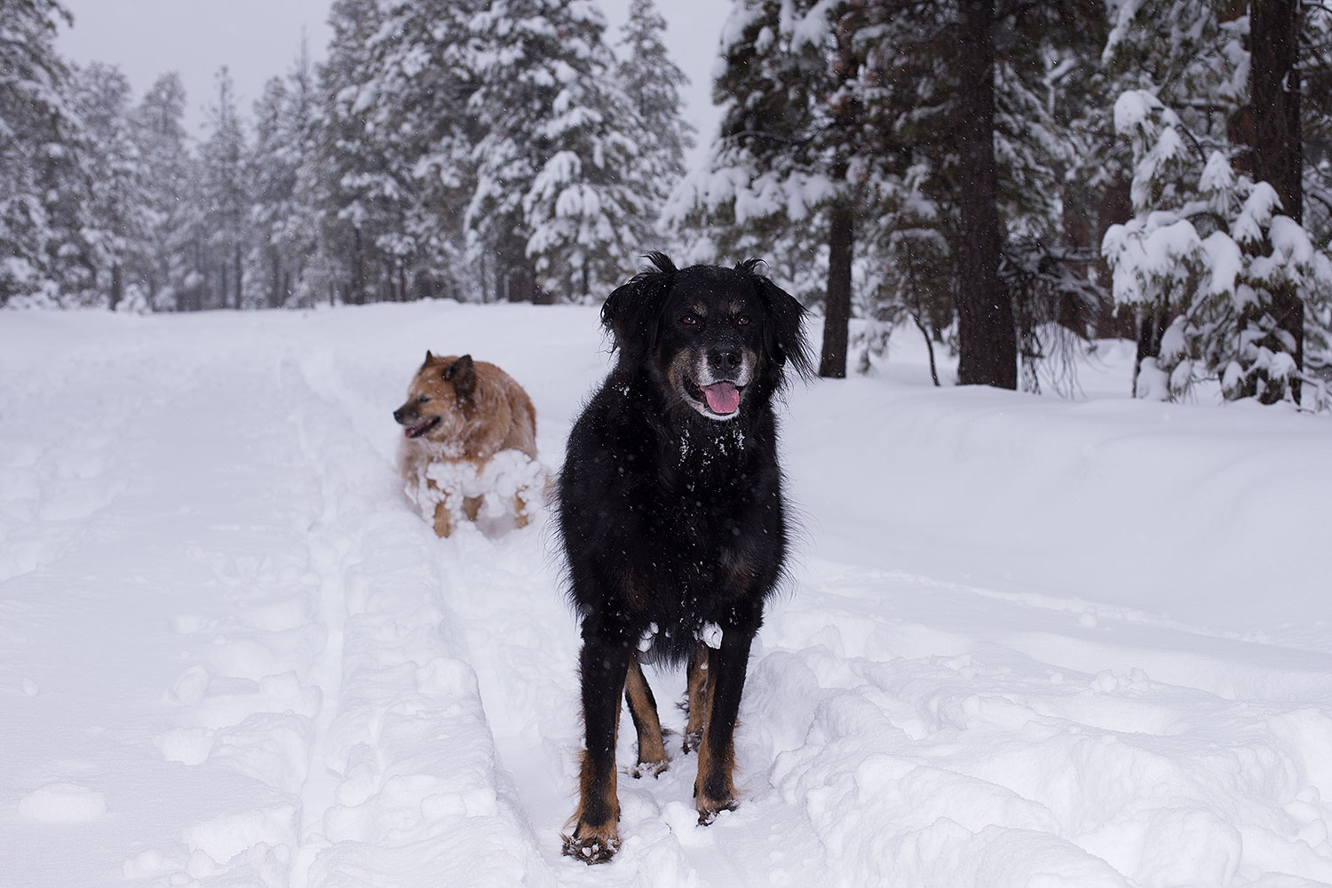 2013-03-09-flagstaff-booda-dudle-29548