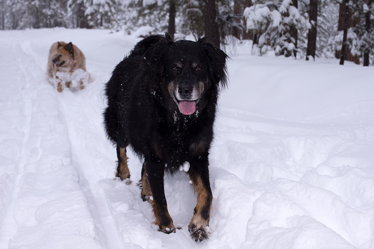 2013-03-09-flagstaff-booda-dudle-29551