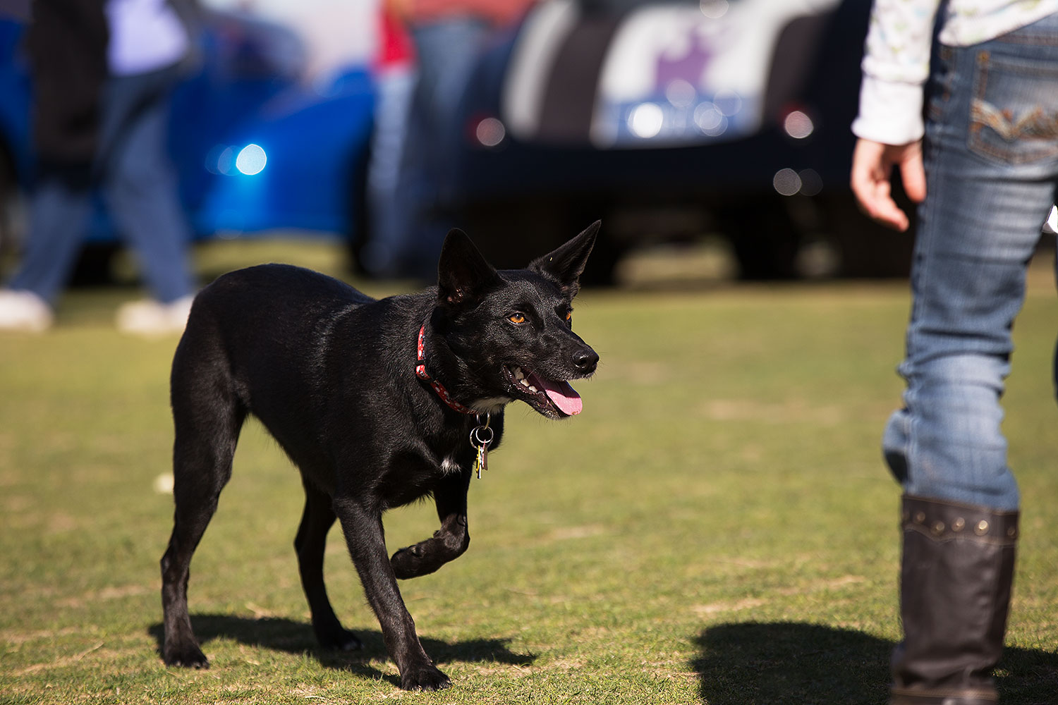 2014-01-19-havasu-dogs-1dx_8244
