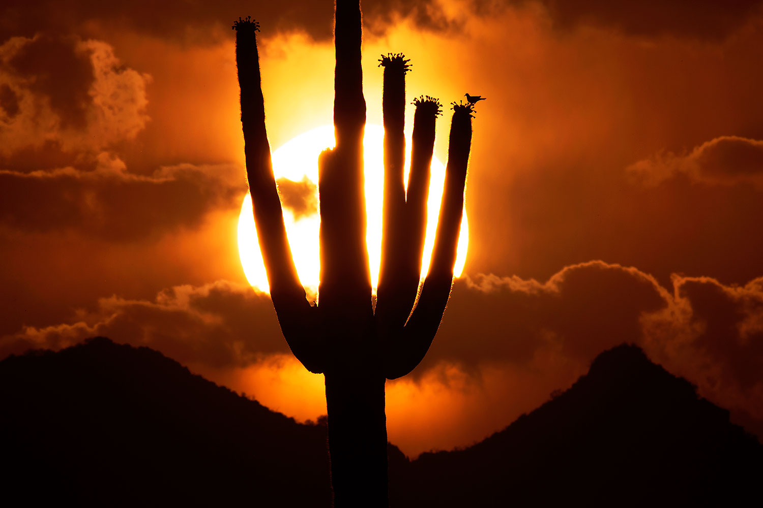 silhouettes
