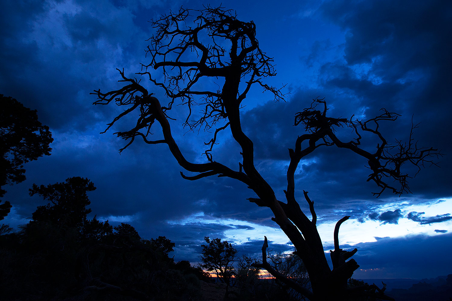 2014-07-05-gc-dview-tree-1dx_2738