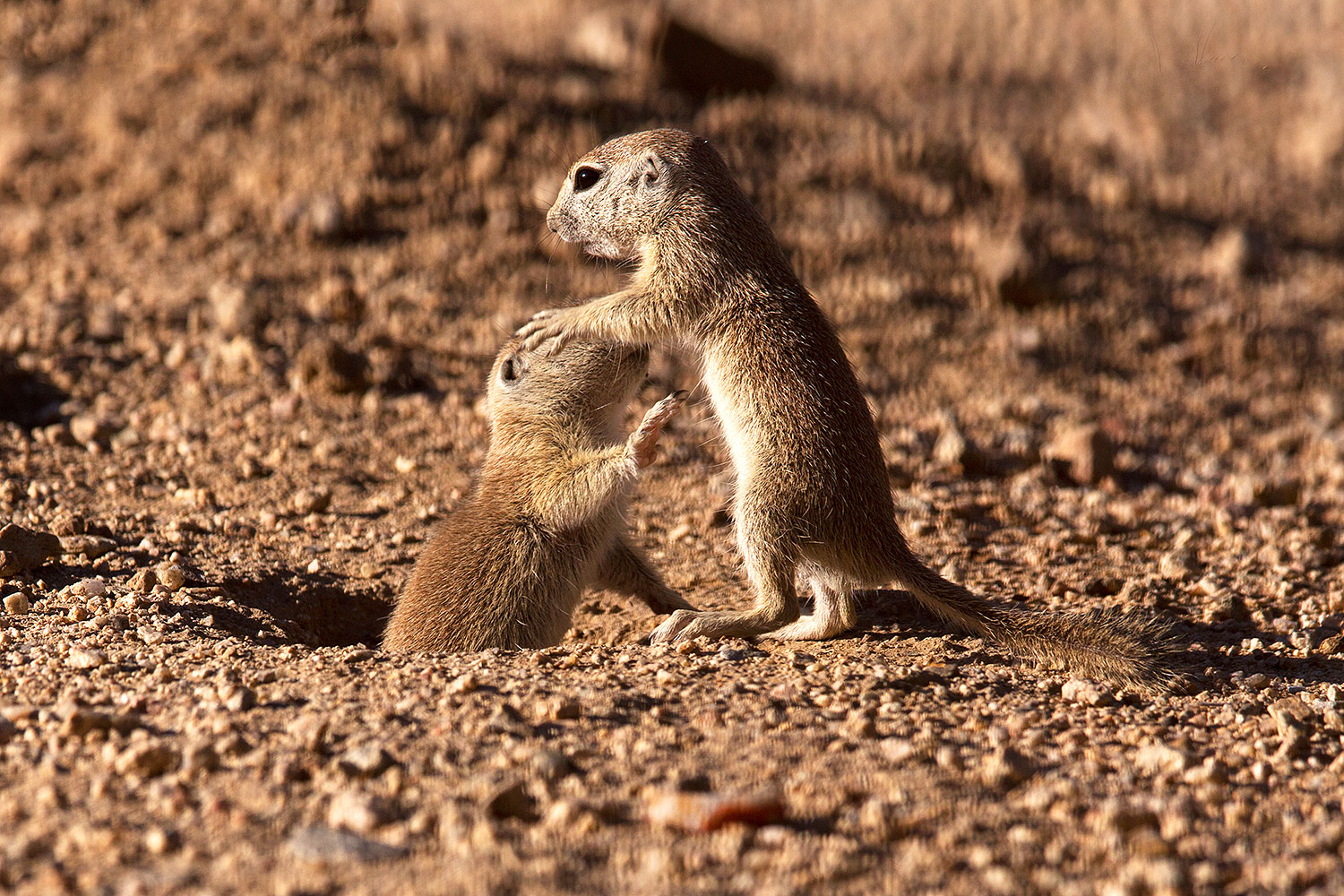 2015-05-10-creatures-2fig-5d3_1170
