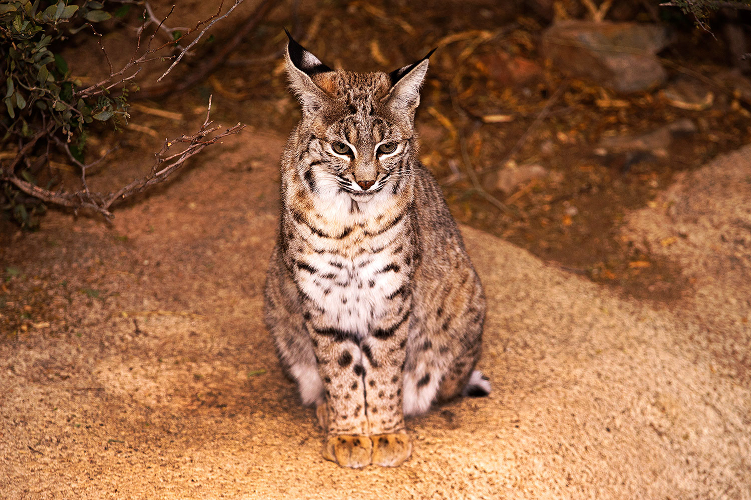 2015-12-23-tucson-bobcats-1dx_03758