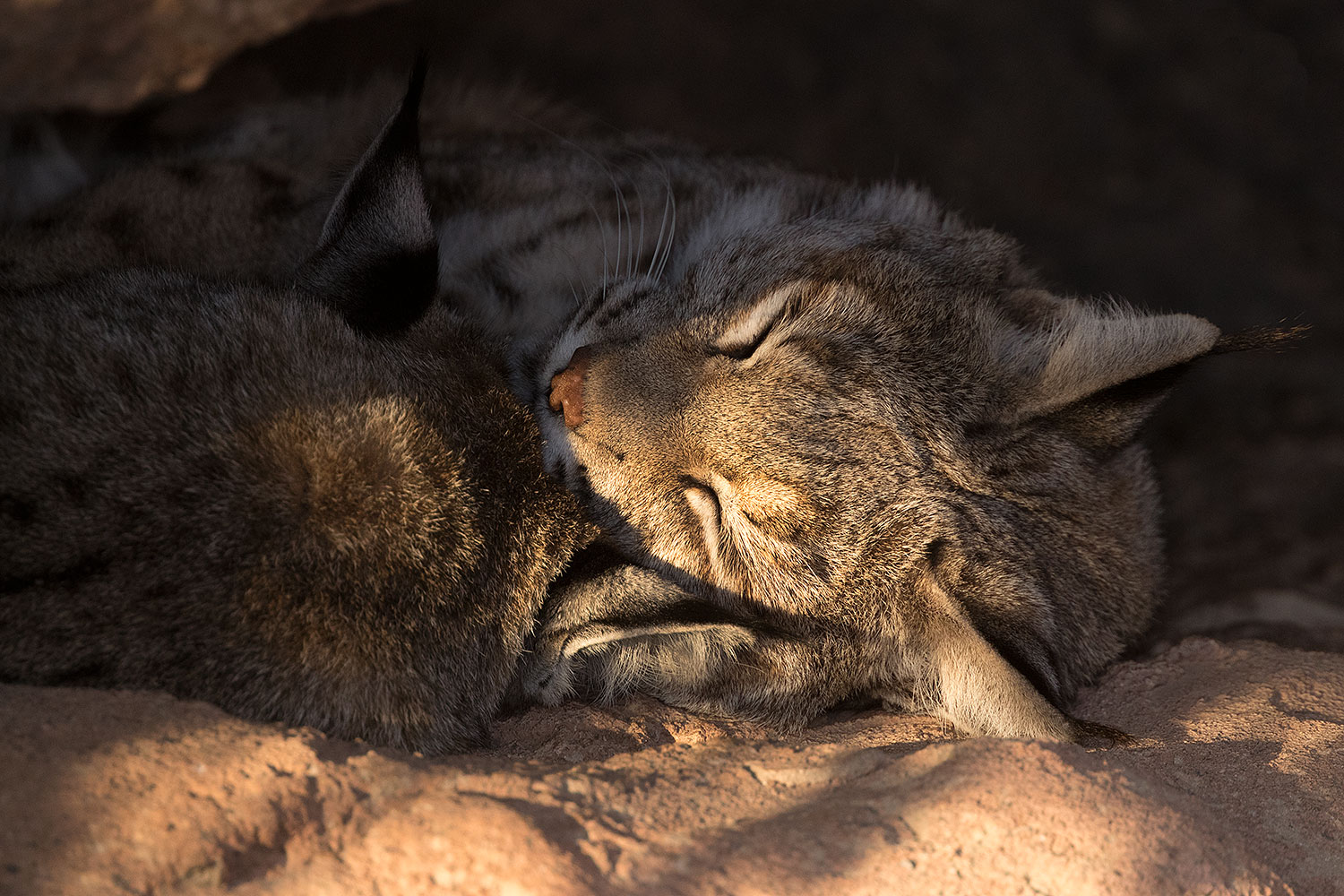 2016-12-30-tuc-museum-bobcat-1x2_2184