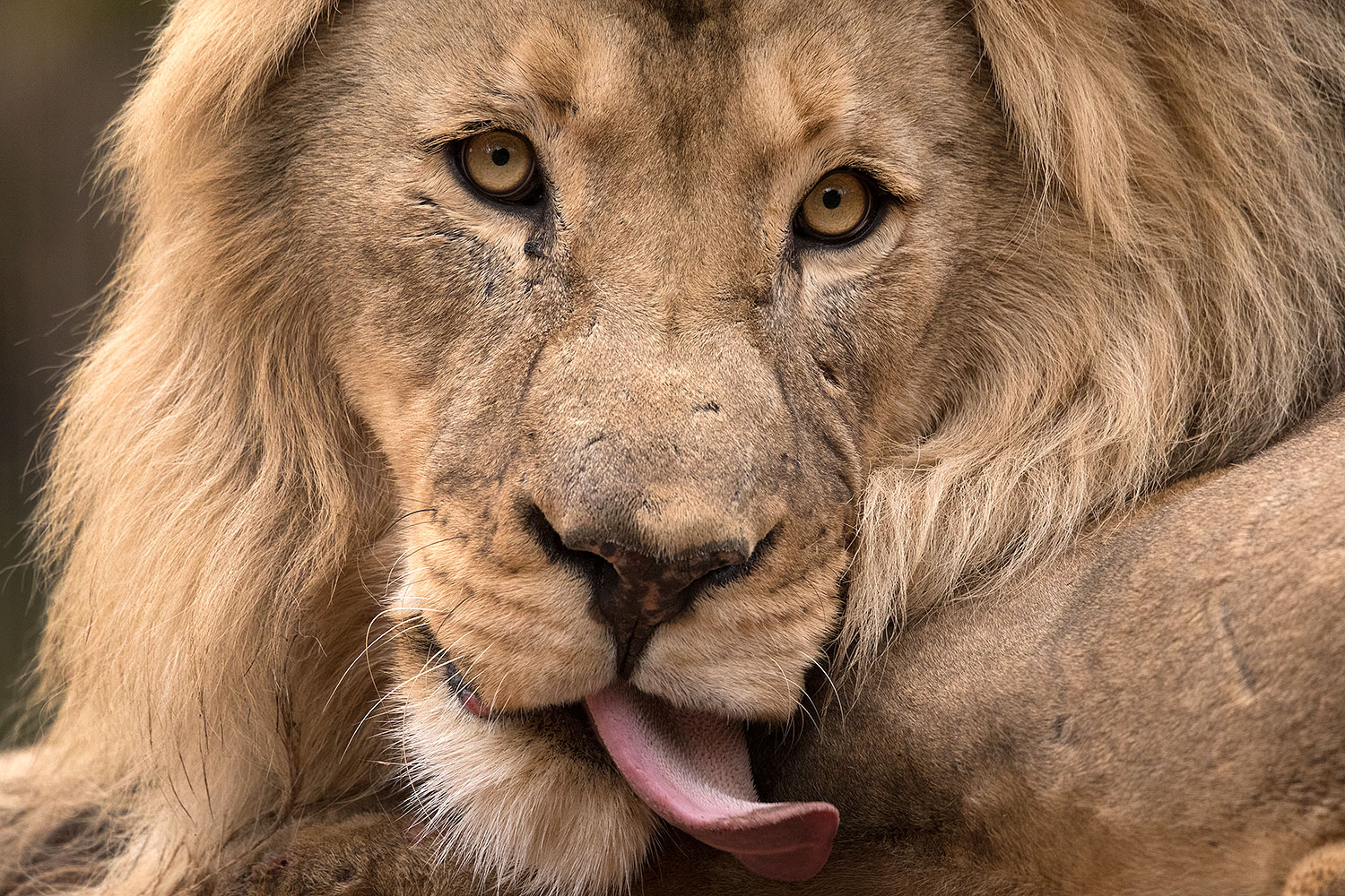 2017-01-09-tuc-reid-lion-1x2_11233