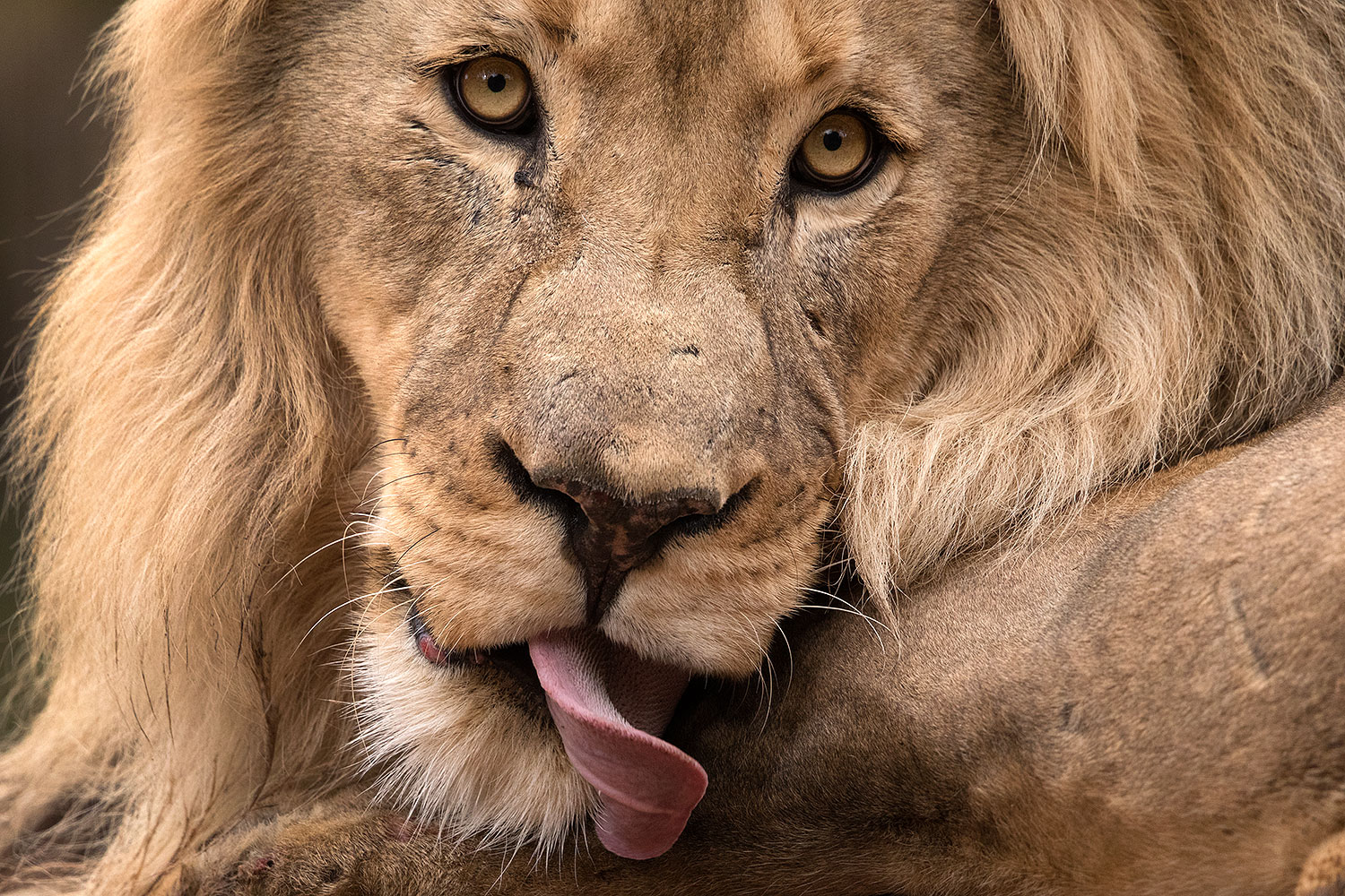 2017-01-09-tuc-reid-lion-1x2_11243