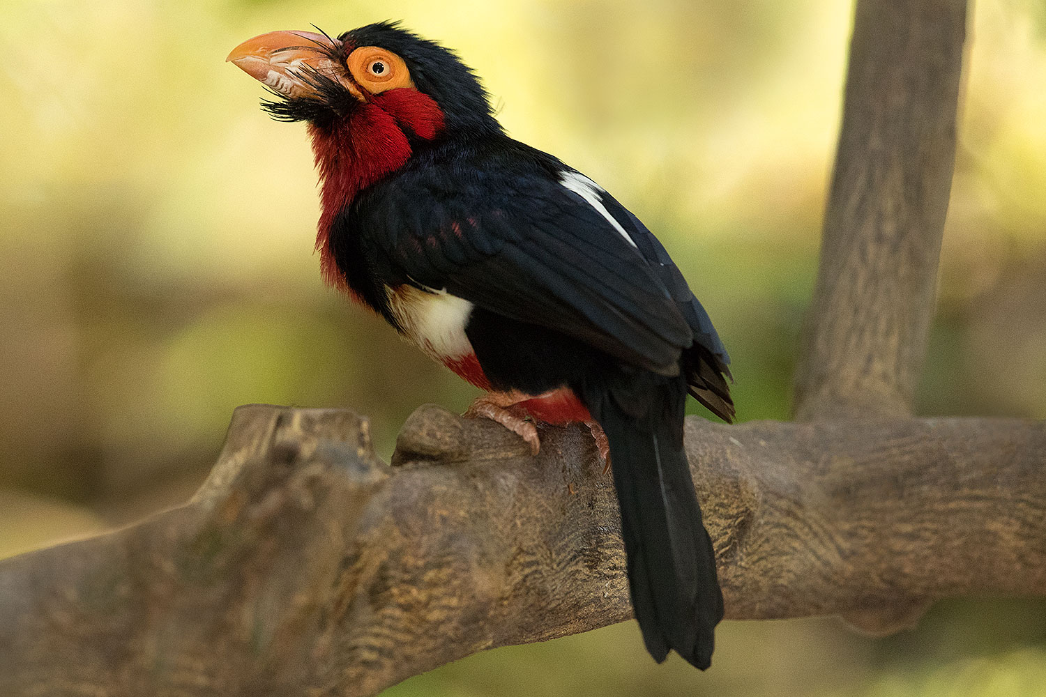 2017-01-10-reid-birds-1x2_14010