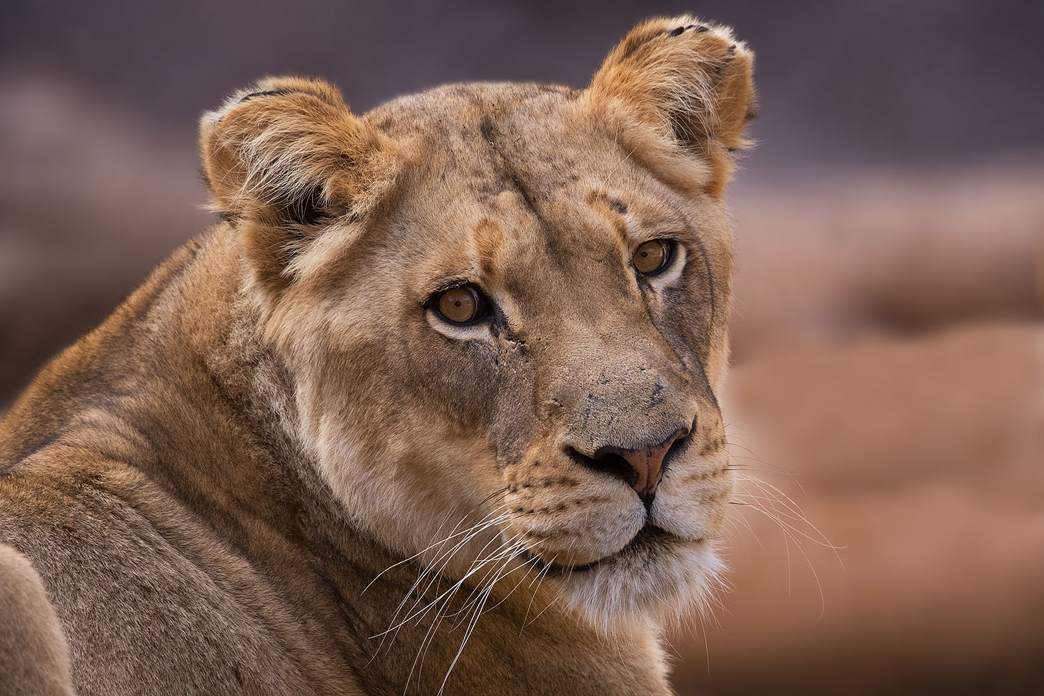 2017-01-10-tuc-reid-lioness-1x2_14344