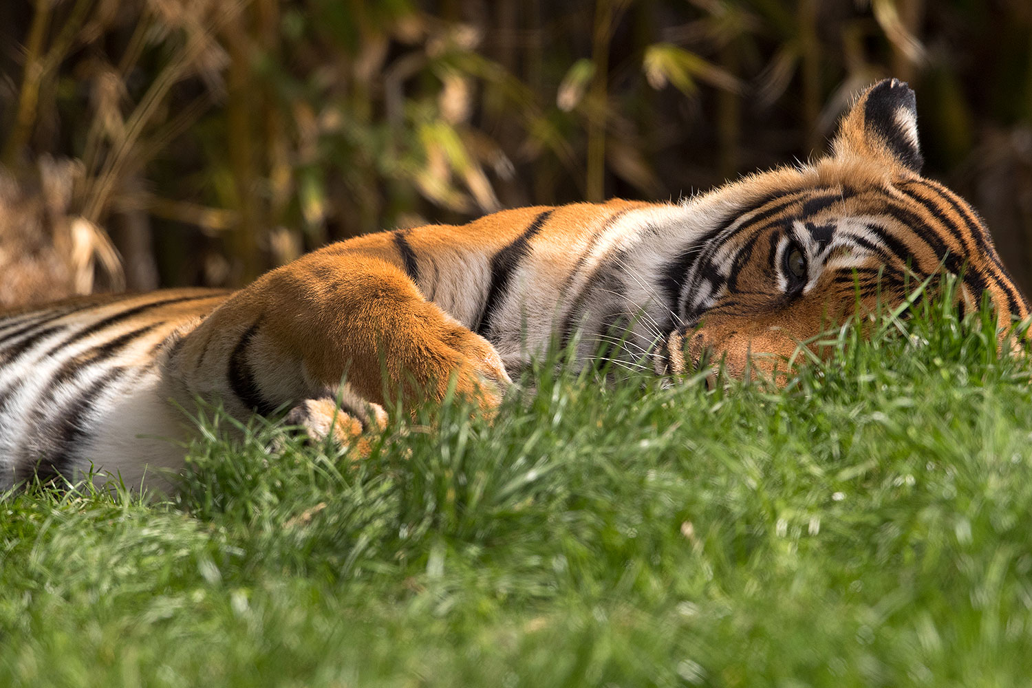 2017-01-10-tuc-reid-tiger-1x2_14425