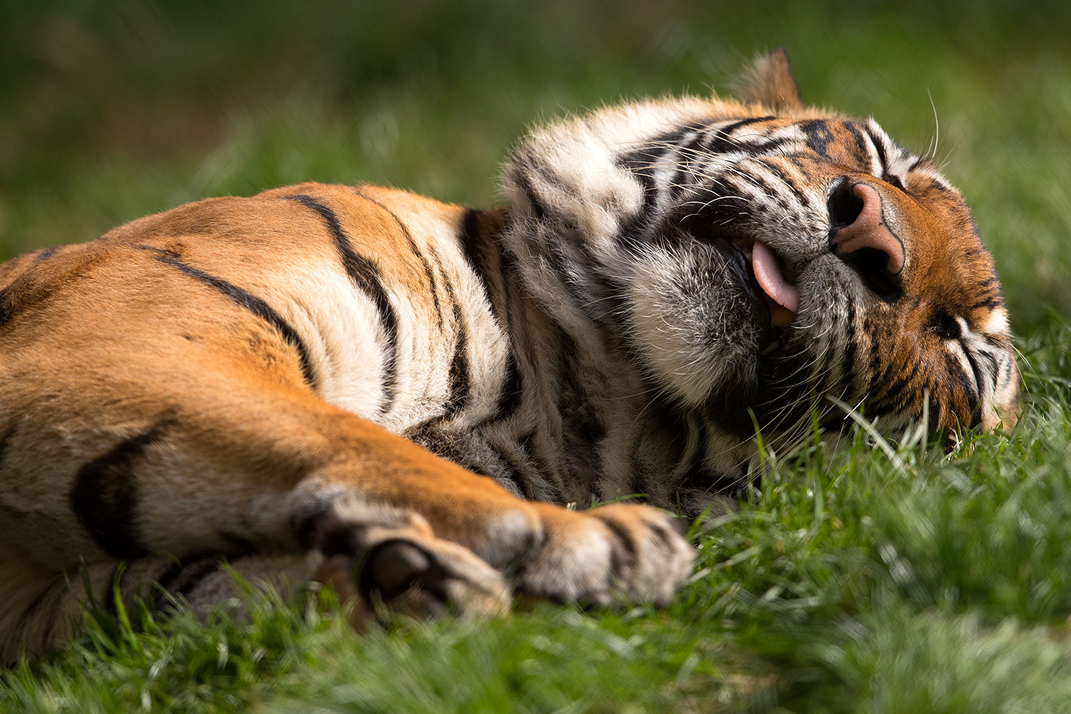 2017-01-10-tuc-reid-tiger-1x2_14486