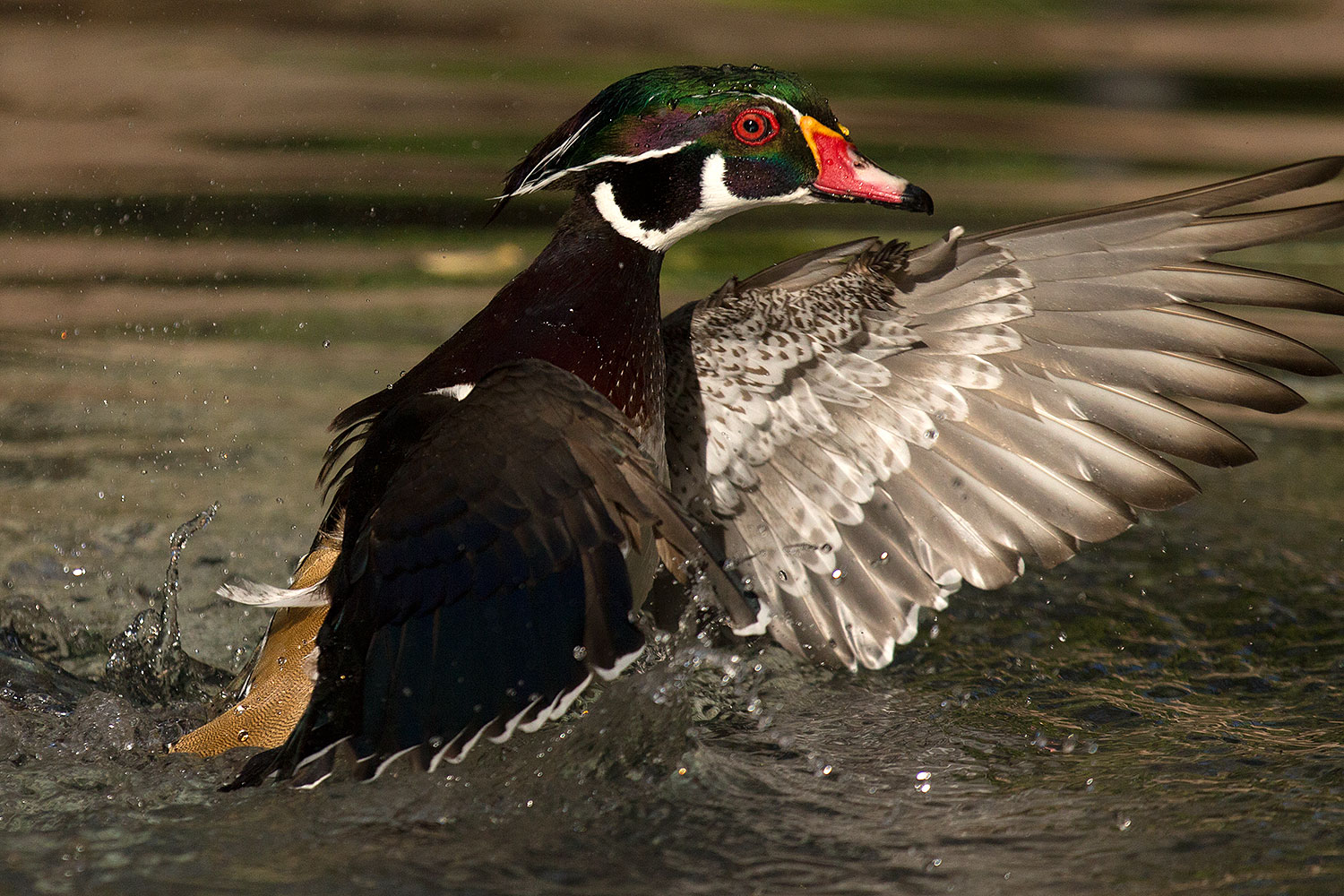 2017-02-08-reid-wood-ducks-1x_42331