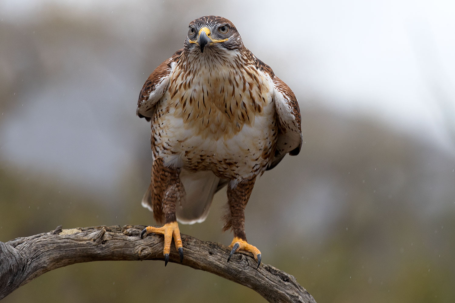 2017-02-19-museum-ferruginous-1x2_6965