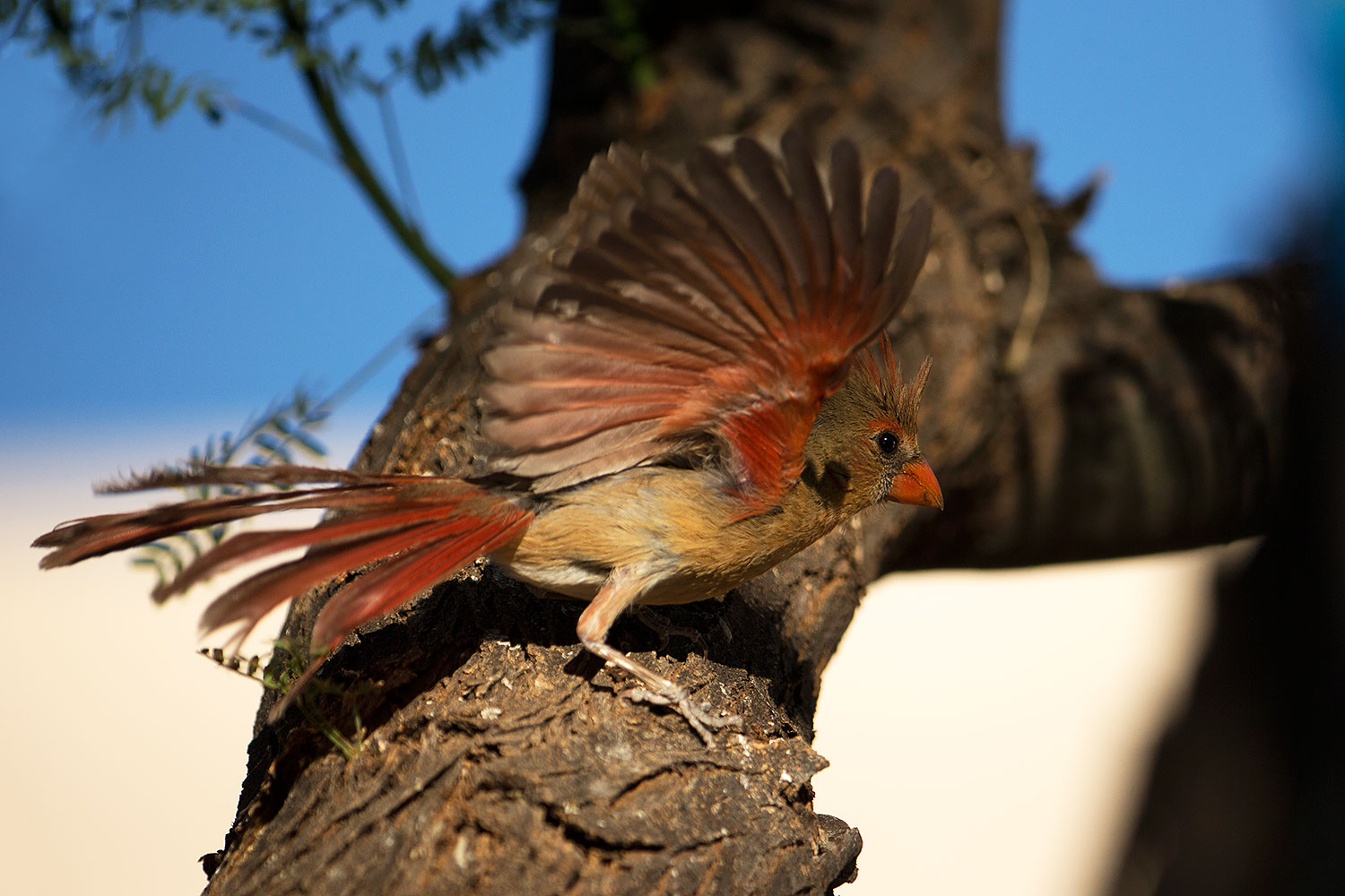 2017-07-02-tucson-cardinal-fem-1x_55866