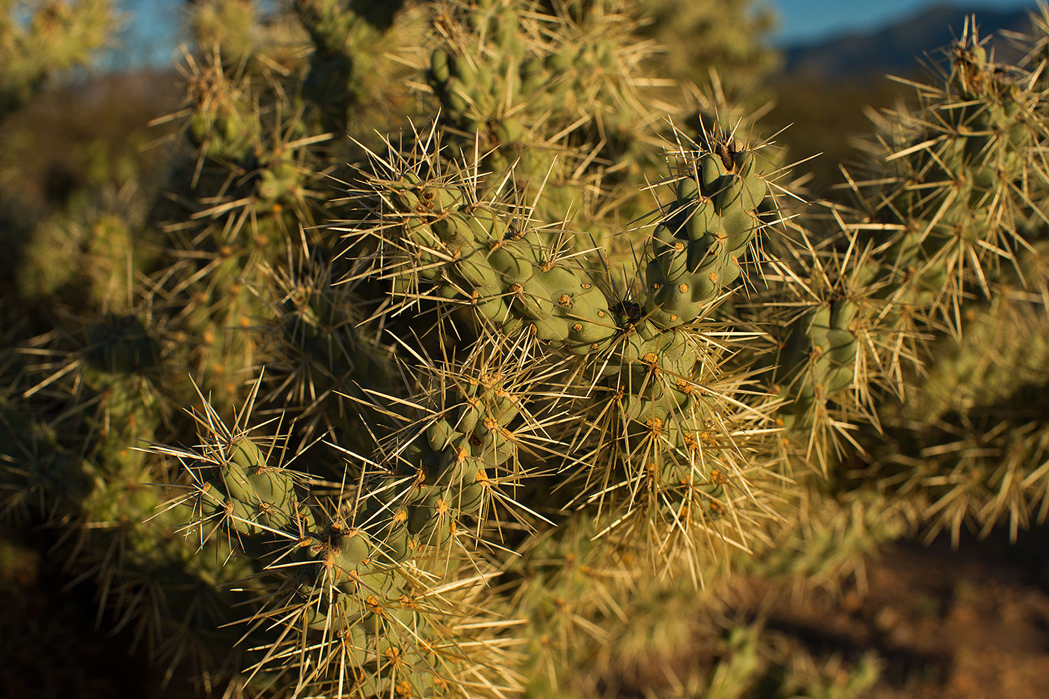 2018-03-30-gv-cholla-mi100-a7r3_0296