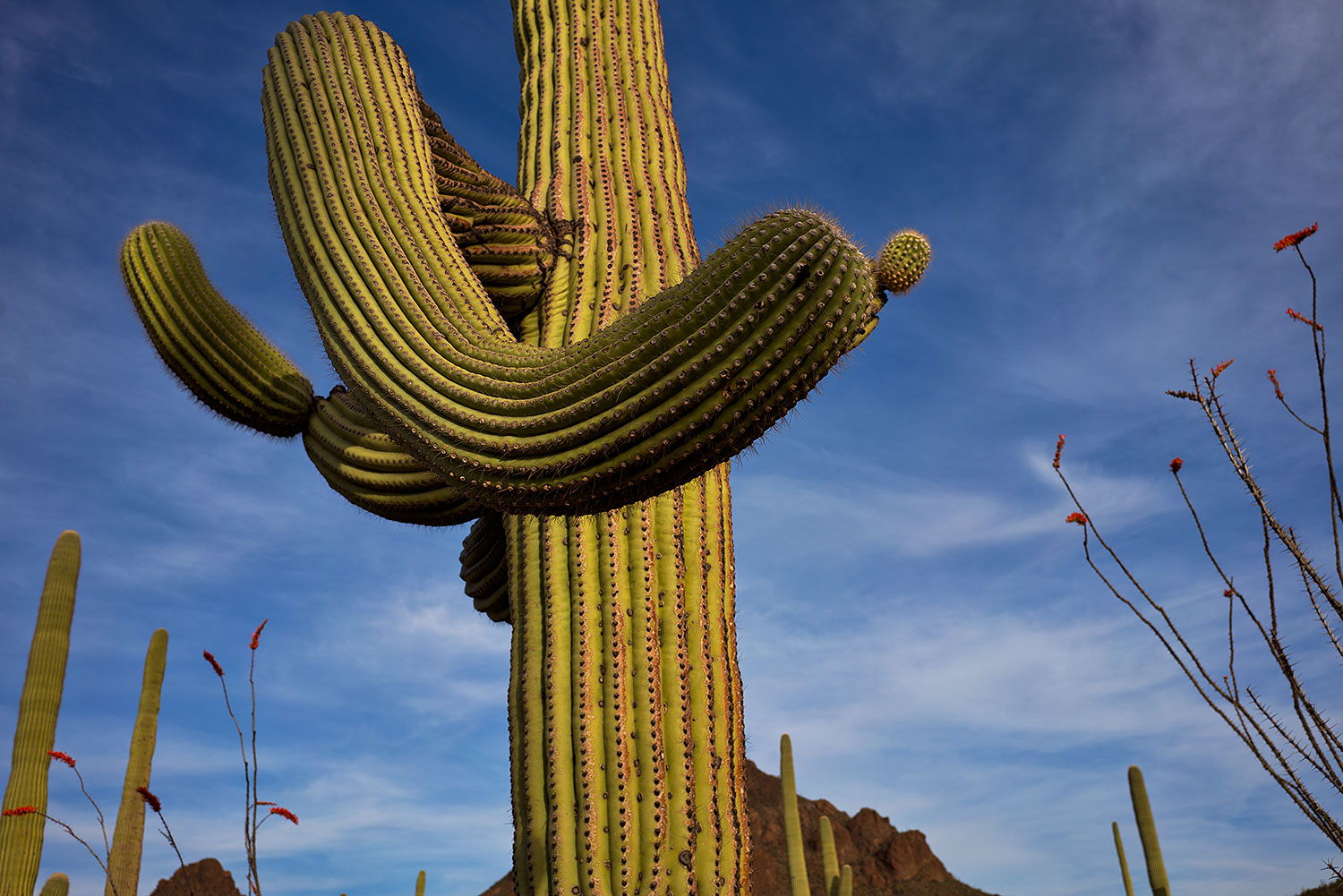 2018-04-11-tuc-mtns-cactus-mi1-a7r3_0772