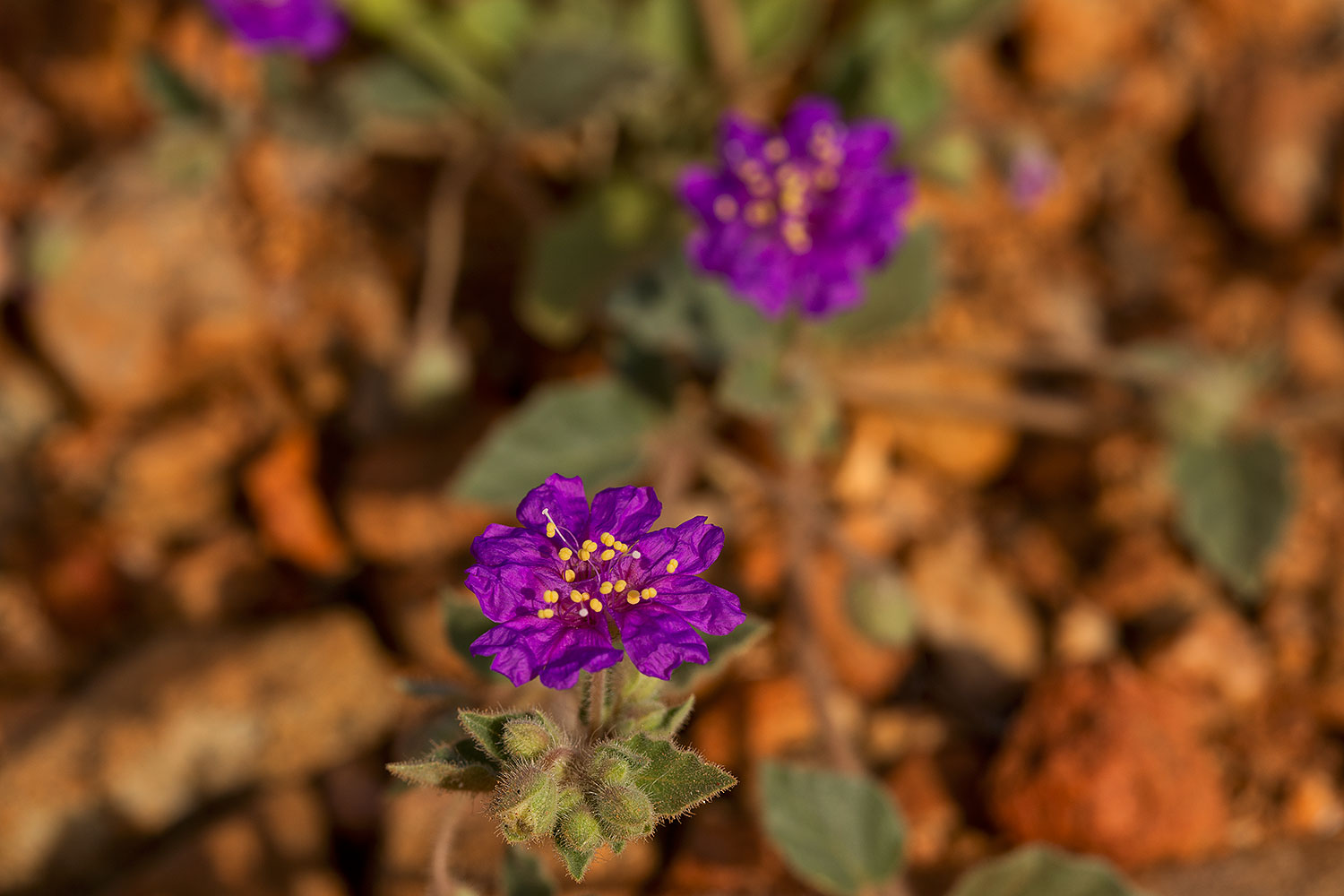 2018-04-21-gv-flowers-mi1-a7r3_1316