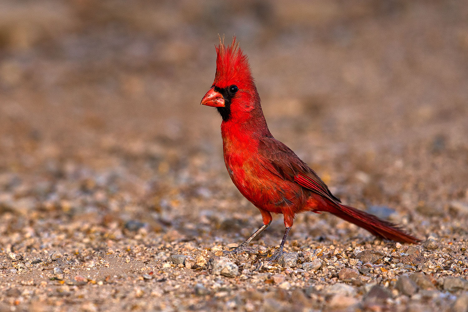 2018-05-26-gv-cardinal-viv77-5d4_6324