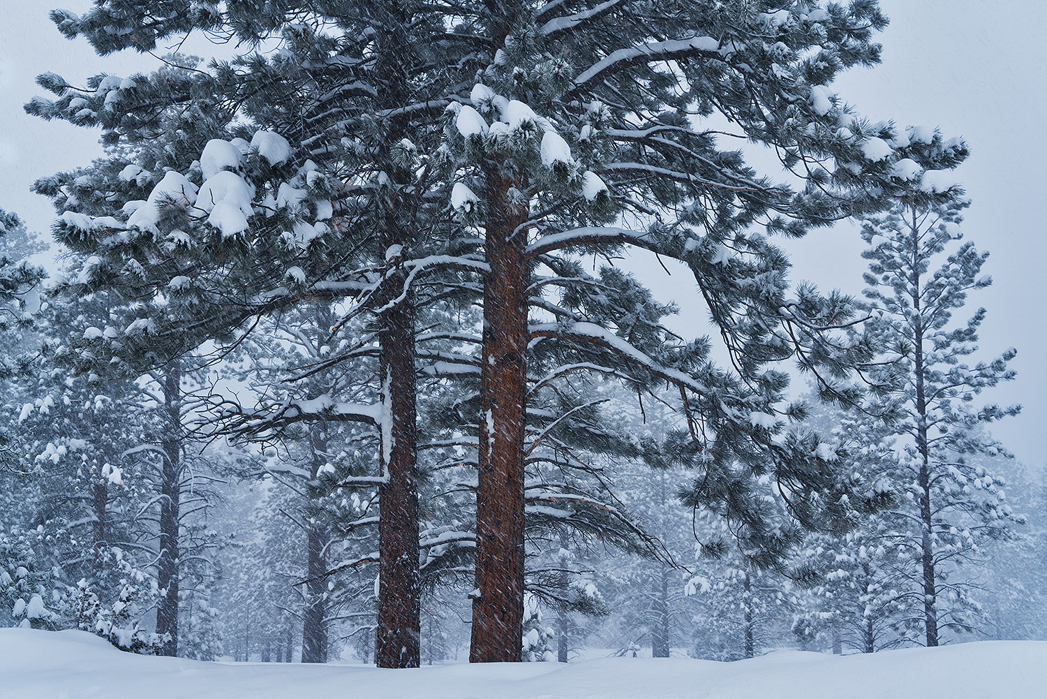 2019-02-21-bryce-trees-im1-a7r3_11876