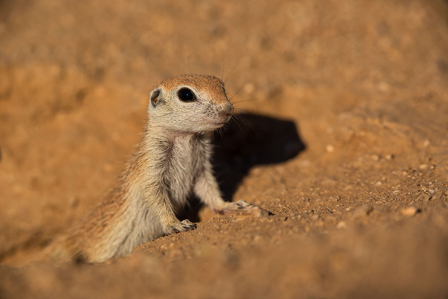 2019-05-13-gv-creatures-viv1-5d4_2043