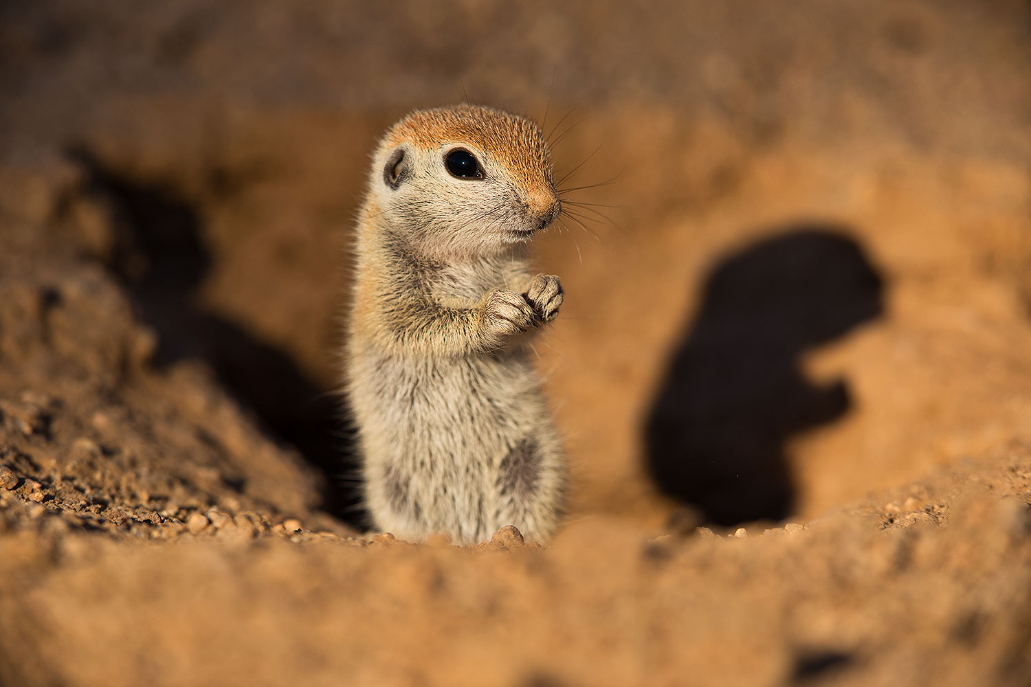 2019-05-13-gv-creatures-viv1-5d4_2368