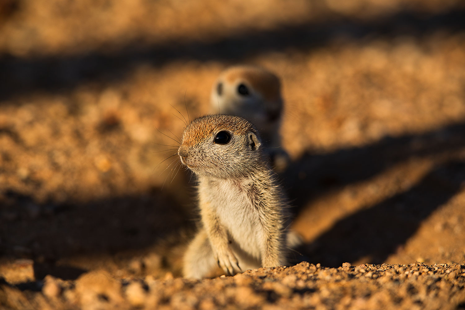 2019-05-13-gv-creatures-viv1-5d4_3300